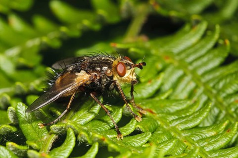 Tachinid fly