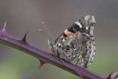 Canary red admiral