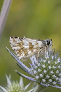 Two-breasted Cube Hawk