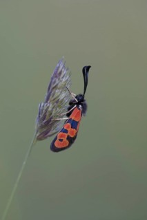 Burnet Moth