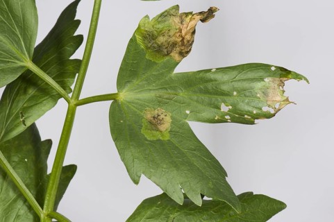 Lovage leaf miner