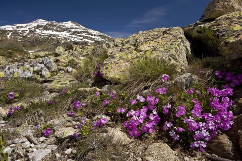 Hairy Primrose