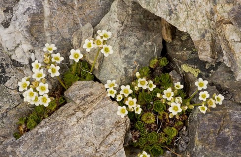 Musky Saxifrage