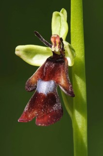 Fly Orchid