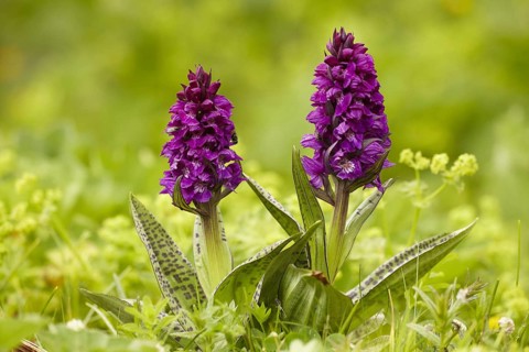 Southern marsh orchid