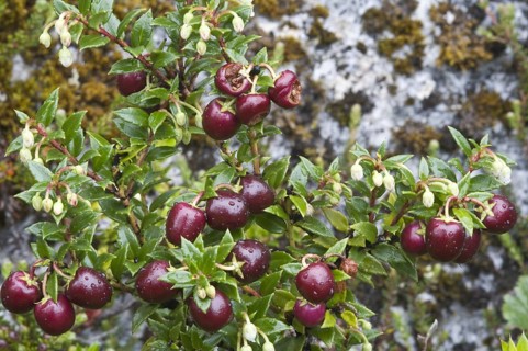 Prickly heather