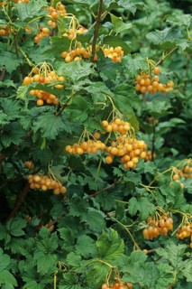 Guelder Rose