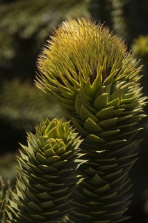 Monkey Puzzle