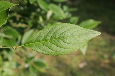 Euonymus europa