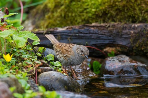 Dunnock