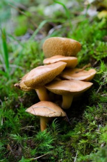 Suillus bovinus