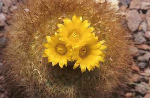 Golden ball cactus