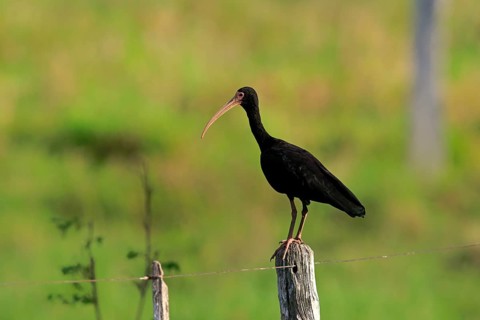 Bare-faced ibis