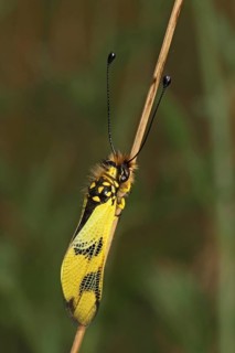 Long-snouted Butterfly Shaft