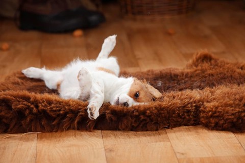 Kooikerhondje