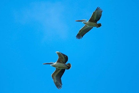 Spot-billed pelican