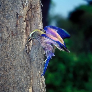 Red-crowned roller