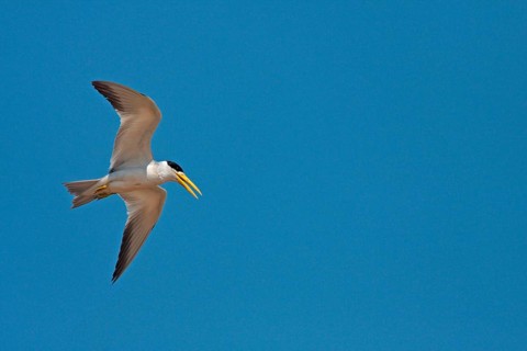 Large-billed terns