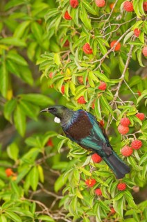Tui
