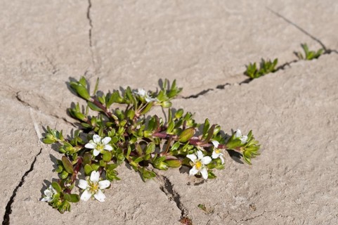 Sandwort