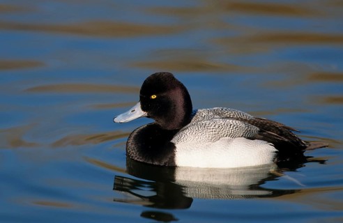 Lesser Scaup