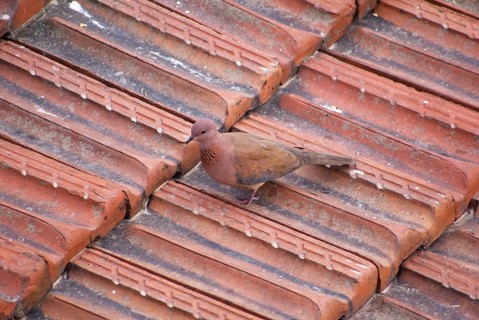 Palm Dove