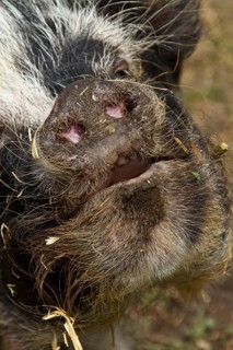 Kune Kune Pig Pig Nose