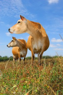 Domestic cattle