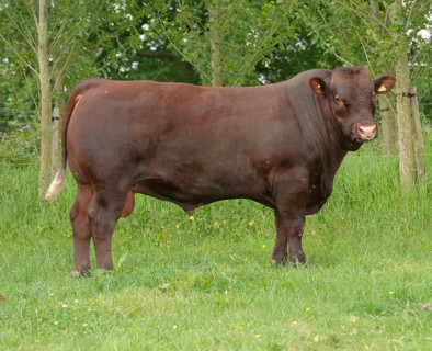 Domestic Cattle
