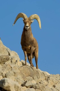 Bighorn Sheep