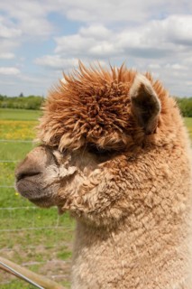 Alpaca