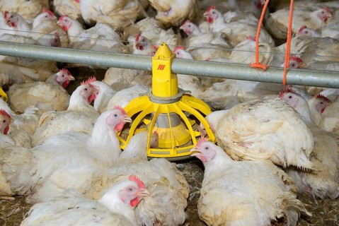 Chicken farming