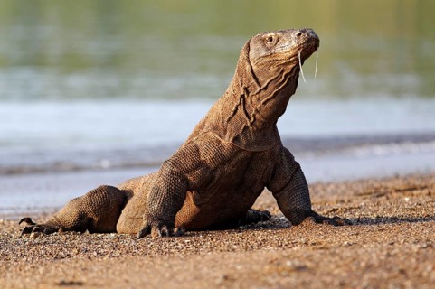Komodo dragon