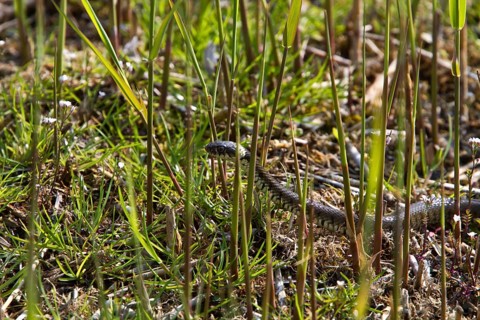 Grass snake