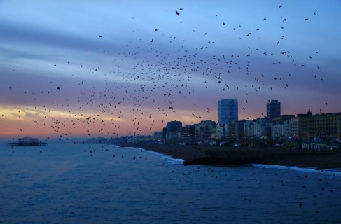 Common common starling