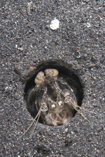 Spearing Mantis Shrimp