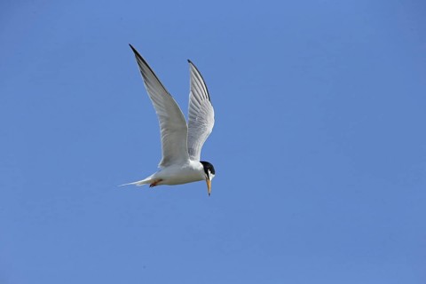 Little Tern