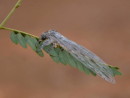 Antlion