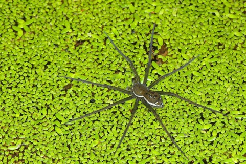 Angel spider