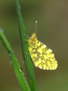 Pierid