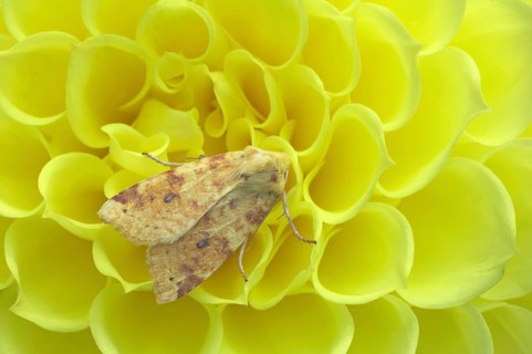 Common Sallow