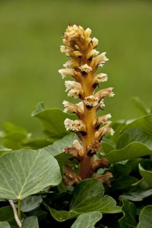 Ivy Broomrape