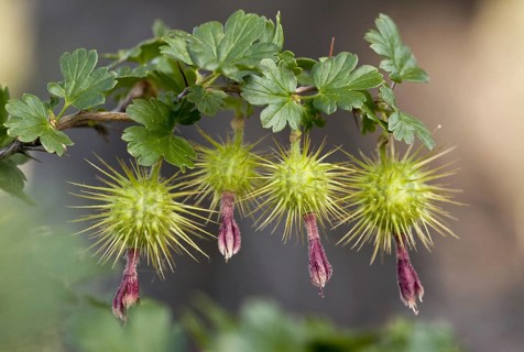 Close-up of fruit from Sierra gooseberry