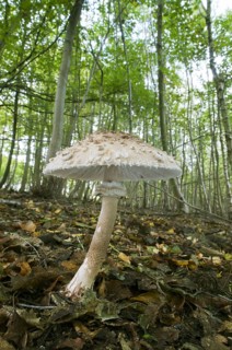 Shaggy shaggy parasol