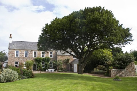 European yew