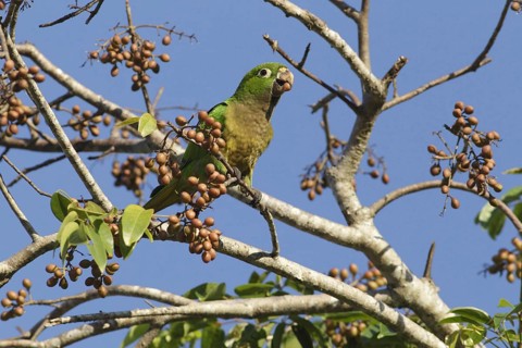 Adult olive parakeet