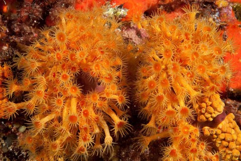 Yellow cluster anemone