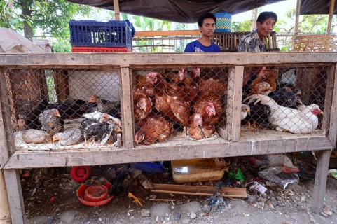 Domestic chickens for sale