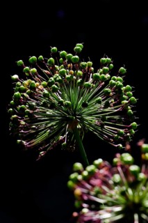 Globe leek