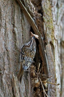 Eurasian treecreeper